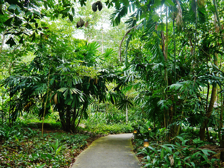 1. Bukit_Timah_Nature_Reserve